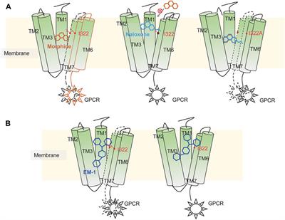 Dynamic recognition of naloxone, morphine and endomorphin1 in the same pocket of µ-opioid receptors